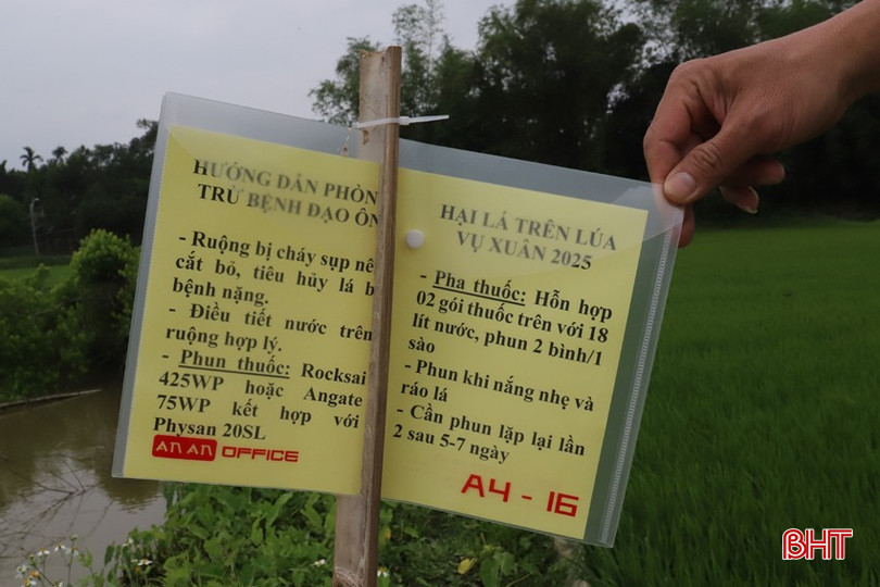Hướng dẫn phòng trừ bệnh đạo ôn được cắm tại đồng ruộng giúp bà con tiện theo dõi bqbht_br_img-5210.jpg