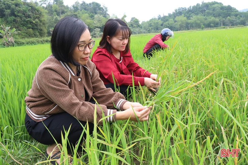 Cán bộ kỹ thuật huyện Hương Sơn và xã Châu Bình kiểm tra tình hình bệnh đạo ôn tại ruộng của ông Văn Đình Đoàn, thôn Tháp Sơn, xã Châu Bình. bqbht_br_img-5193.jpg