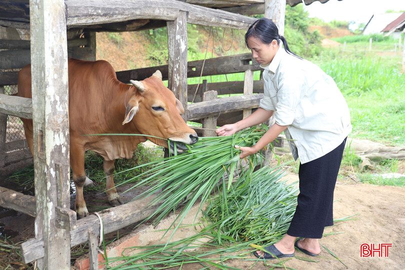 Chị Võ Thị Tình (SN 1993, thôn Minh Giang, xã Kim Hoa) thoát nghèo trở thành hộ trung bình nhờ được hỗ trợ 1 con bò sinh sản trị giá 10 triệu đồng vào năm 2019. IMG_0219.JPG