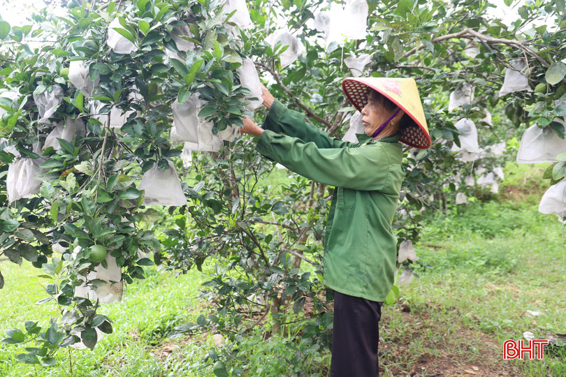 Gia đình chị Đoàn Thị Trọng (SN 1960, thôn Hồng Thuỷ, xã Kim Hoa) thoát hộ cận nghèo nhờ nhận hỗ trợ hơn 100 cây ổi giống Đài Loan. IMG_0256.JPG