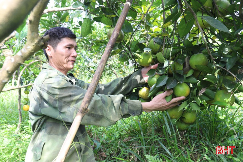 Anh Lê Văn Phúc, thôn Tân Hoa đang bán giá 28.000 - 30.000 đồng/kg cam tại vườn. bqbht_br_img-6605.jpg