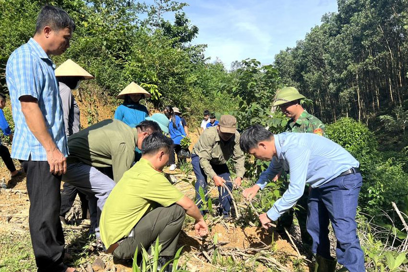 Người dân tham gia trồng cây mayen tại thôn Hà Trai, xã Sơn Kim 1 z5672481398639_66554d32eeab5c906407d7c4ad8711e7.jpg