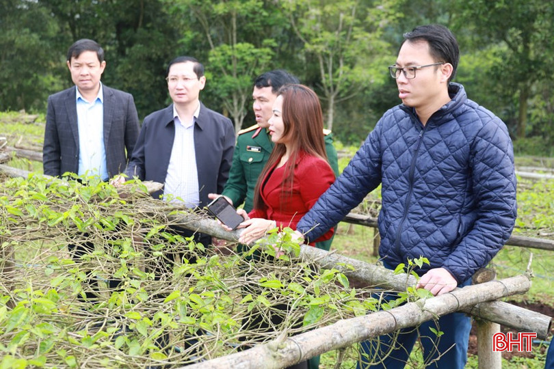 Lãnh đạo huyện Hương Sơn tham quan mô hình trồng hoa lý của anh Võ Phi Hùng bqbht_br_img-4471.jpg