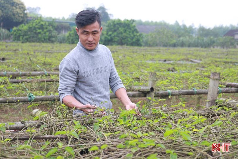 Anh Hùng đầu tư trồng hoa lý trồng từ tháng 10/2024 bqbht_br_img-3660.jpg