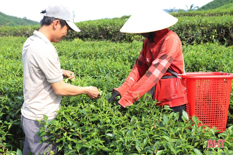 Thu hoạch chè xanh tại thôn Tiền Phong, xã Sơn Kim 2. bqbht_br_img-2560.jpg