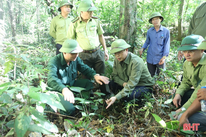 Chủ tịch UBND huyện Trần Bình Thân kiểm tra tiến độ trồng cây dược liệu thiên niên kiện dưới tán rừng tự nhiên ở thôn Hà Trai, xã Sơn Kim 1. bqbht_br_img-5335.jpg