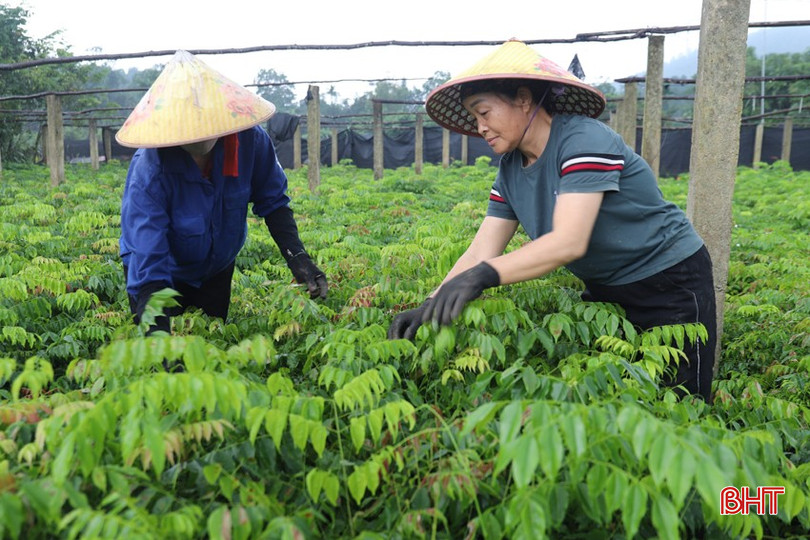 Công nhân Công ty TNHH Bảo Lâm chăm sóc cây lim xanh tại vườn ươm. bqbht_br_img-7950.jpg