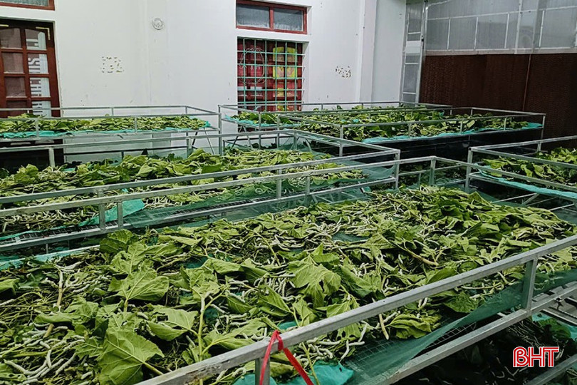 Mô hình nuôi tằm mở ra nhiều cơ hội đổi đời với người dân Hương Sơn. z5844992389424_812aa206aeb8cb4db4c147575aebef20.jpg