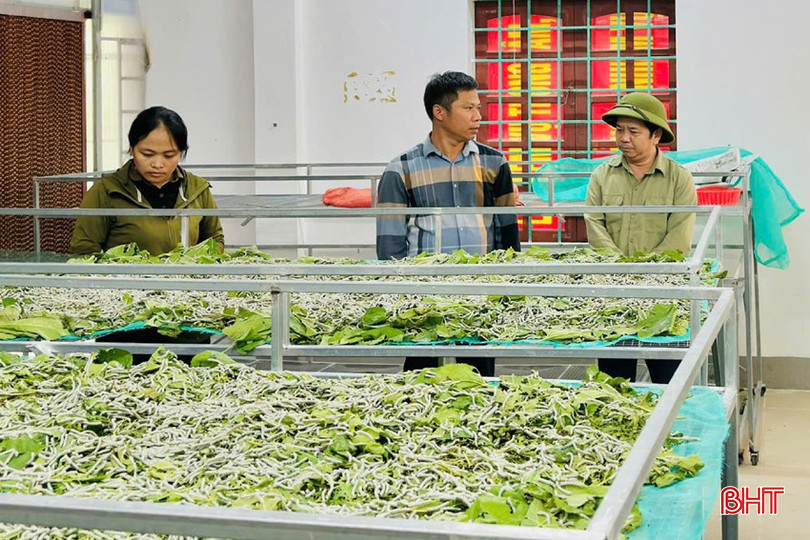 Bí thư Huyện ủy Hương Sơn Bùi Nhân Sâm thăm mô hình nuôi tằm của HTX Cường Nga tại xã Quang Diệm. z5848431306634_af1170fa568ee0707ccff486306b5c7b.jpg