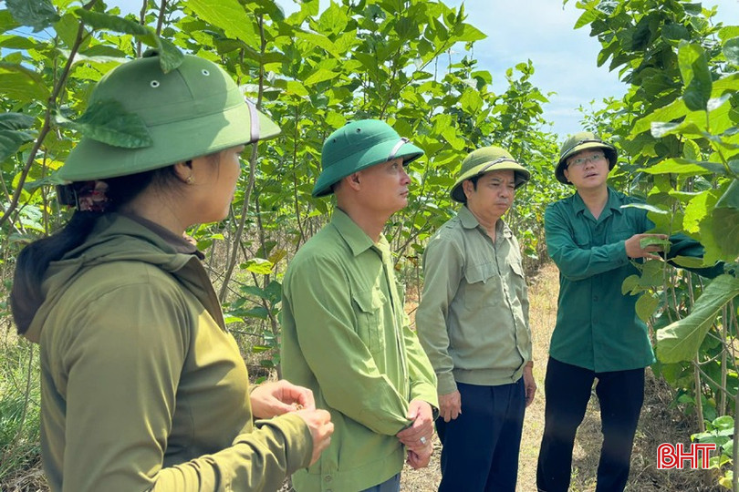 Bí thư Huyện ủy Hương Sơn Bùi Nhân Sâm tham quan vườn dâu rộng 3 ha của HTX Cường Nga tại xã Quang Diệm. z5848431256168_ce6f48bc5ec08bec068427d5cf7741f7.jpg