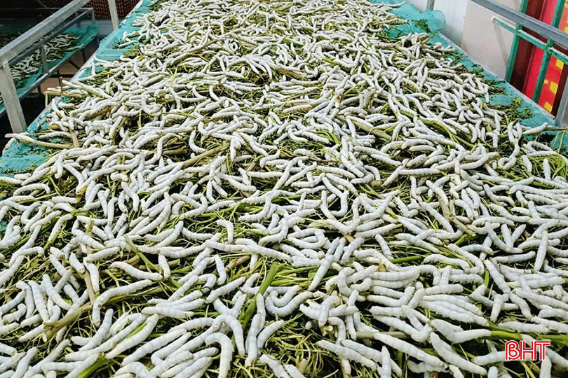 Mặc dù mới nuôi nhưng HTX Cường Nga đã làm chủ quy trình nuôi tằm. z5844992699126_42bd5962043dd0d098cc2f580ed72980.jpg