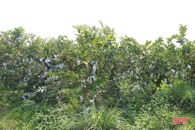 Dù cuối vụ nhưng vườn ổi của chị Nhung vẫn còn khá nhiều quả. bqbht_br_img-5602.jpg