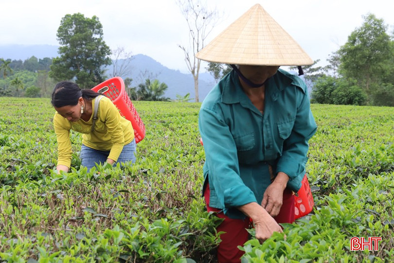 Thu hoạch chè tại đượng Mãn Linh, thôn 2, xã Sơn Hồng. bqbht_br_img-1517.jpg