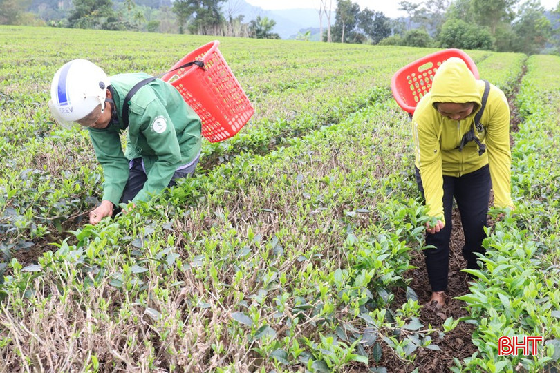 Nhờ trồng chè liên kết nên người dân thôn 2 có thu nhập ổn định. bqbht_br_img-1522.jpg