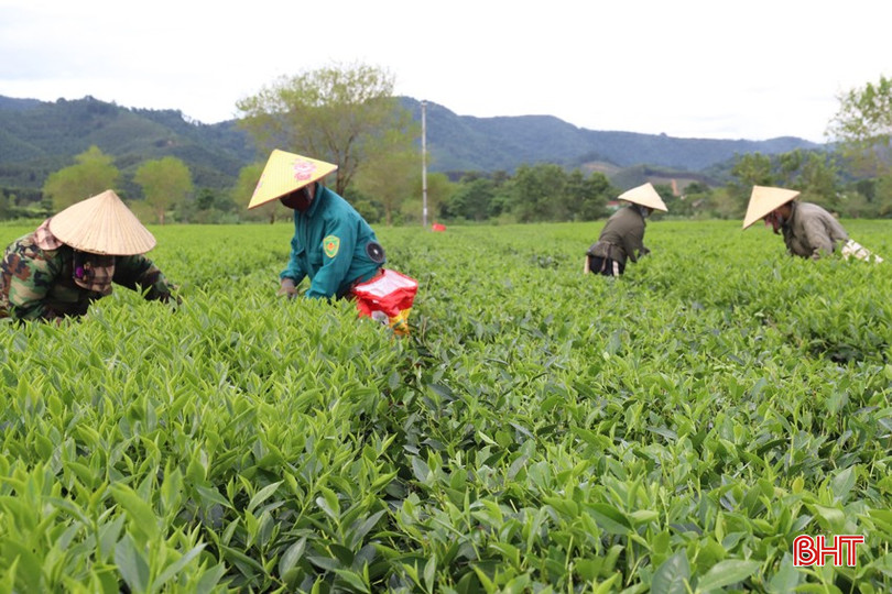 Người dân thu hoạch chè xanh tại khu vực Đồi Lấu, thôn 2, xã Sơn Hồng. bqbht_br_img-7654.jpg