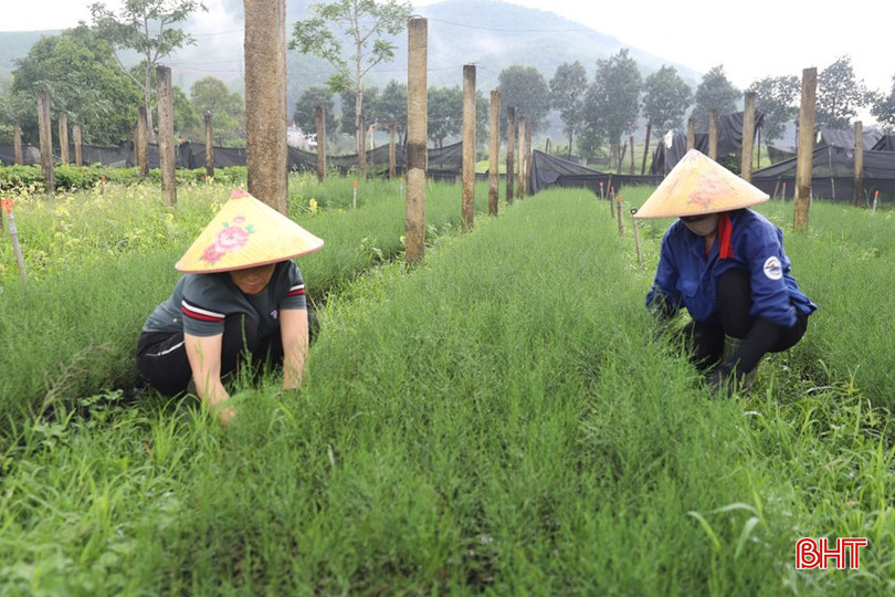 Vườn ươm cây giống của Công ty TNHH Bảo Lâm (xã Sơn Kim 2) tạo nhiều việc làm cho nhiều lao động thuộc diện cận nghèo, có hoàn cảnh đặc biệt khó khăn. bqbht_br_img-7944.jpg