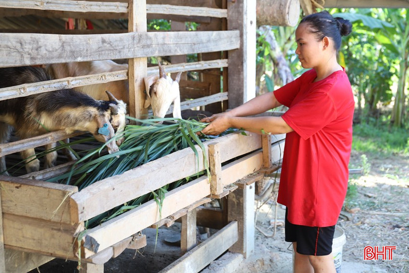 Nhờ được hỗ trợ mô hình sinh kế, gia đình chị Lê Thị Thương (SN 1993, thôn Hùng Sơn, xã Sơn Hàm) từ hộ cận nghèo trở thành hộ có thu nhập khá. bqbht_br_img-7065.jpg