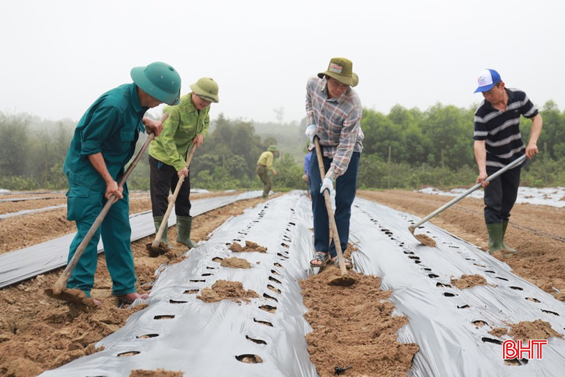 Bà con nông dân thôn Long Thủy làm đất, phủ bạt ni lông thực hiện dự án trồng cây sâm bố chính. bqbht_br_img-3527.jpg