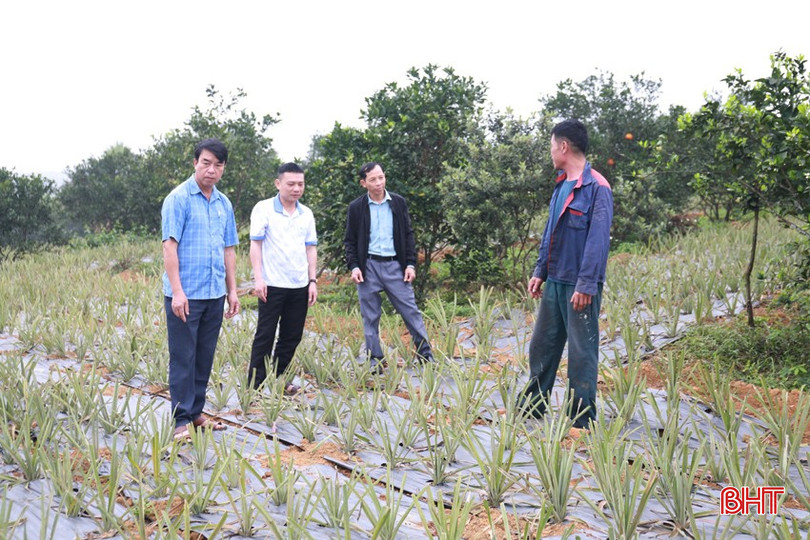 Lãnh đạo xã Kim Hoa kiểm tra quá trình sinh trưởng của cây dứa tại hộ ông Lê Sỹ Đang, thôn Long Thủy. bqbht_br_img-3593.jpg