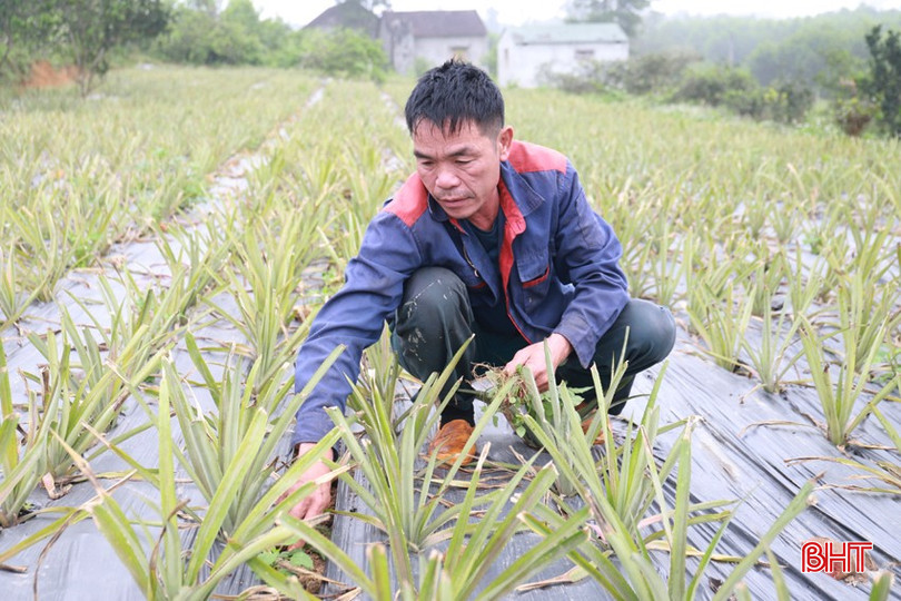 Ông Lê Sỹ Đang làm cỏ, chăm sóc cây dứa tại khu vườn của gia đình bqbht_br_img-3556.jpg