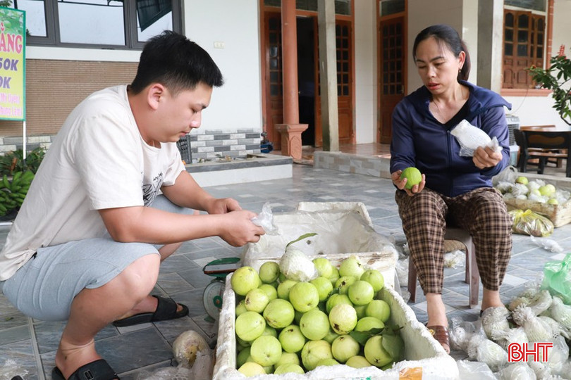 Sau khi thu hoạch, chị Nhung đóng gói gửi hàng đến các đại lý trong, ngoài tỉnh. bqbht_br_img-5658.jpg