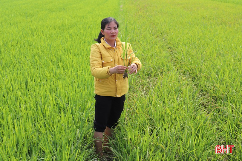 Cán bộ kỹ thuật Trung tâm KHKT và Bảo vệ cây trồng vật nuôi Hương Sơn kiểm tra khu vực lúa bị nhiễm đạo ôn lá. bqbht_br_img-5128.jpg