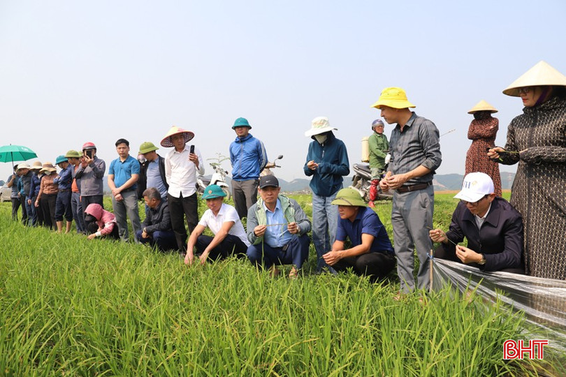 Đoàn công tác huyện Hương Sơn kiểm tra diện tích lúa nhiễm đạo ôn tại xã Tân Mỹ Hà. bqbht_br_img-5118.jpg
