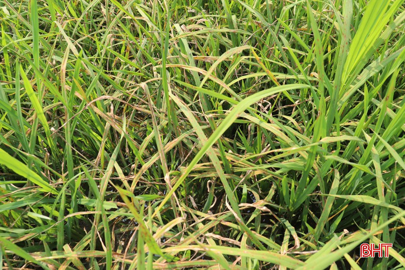 Bệnh đạo ôn đã gây cháy ở một số diện tích. bqbht_br_img-5125.jpg