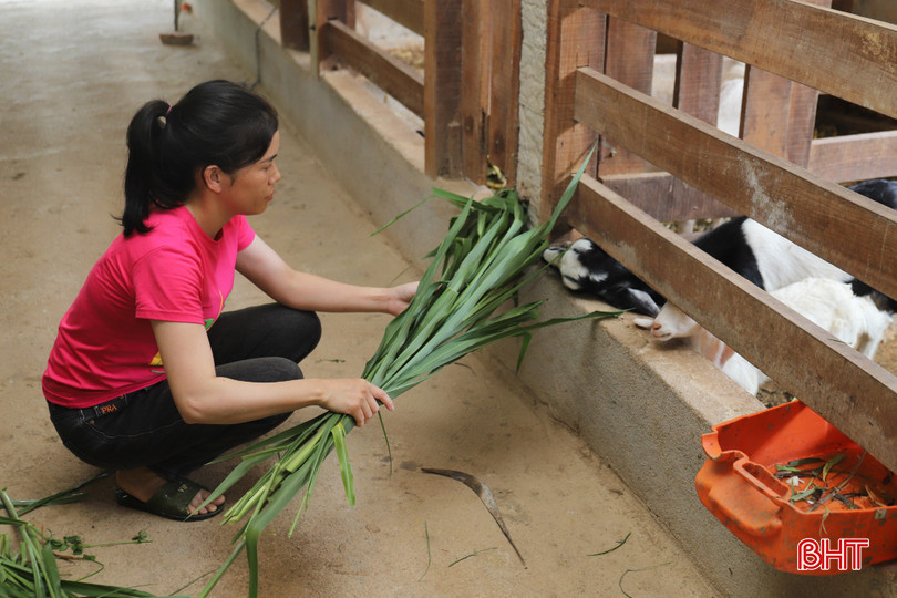 Gia đình chị Duyên đã có cuộc sống ổn định với mô hình chăn nuôi hiệu quả. IMG_2511.JPG