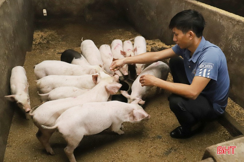 Anh Trần Ngọc Sơn là hộ đầu tiên của huyện Hương Sơn chuyển đổi phương pháp chăn nuôi truyền thống sang hướng hữu cơ liên kết với Công ty CP Tập đoàn Quế Lâm. bqbht_br_img-7555.jpg
