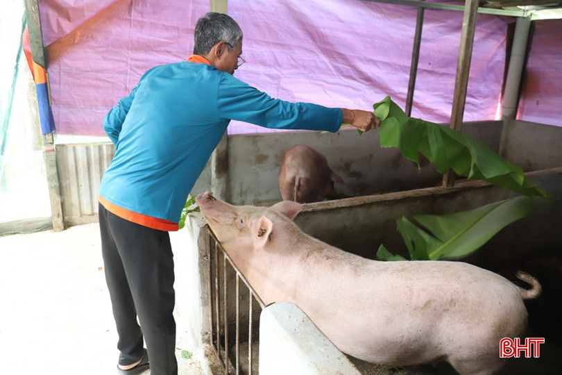Anh Trần Hồng Thuận (xã Sơn Trường) đầu tư chuồng trại, nhận về 2 lợn nái từ Công ty CP Tập đoàn Quế Lâm để bắt đầu quy trình chăn nuôi mới. bqbht_br_img-7853.jpg