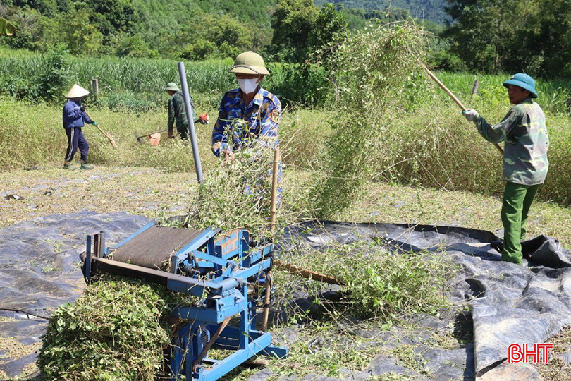 Thu hoạch cà gai leo tại hộ gia đình ông Trần Văn Tuyển (SN 1966, thôn Lâm Khê, xã Sơn Lâm, huyện Hương Sơn) bqbht_br_img-1889.jpg