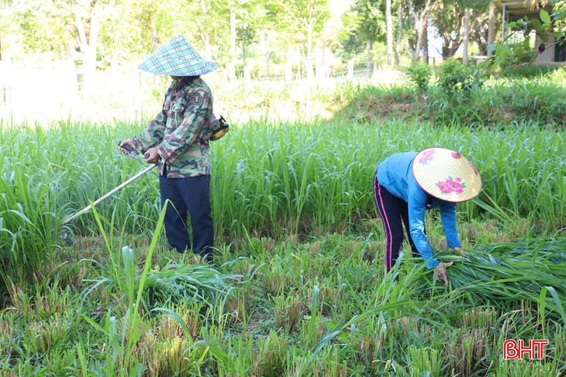 Gia đình ông Trường mở rộng khu vực trồng cỏ, cung cấp đủ thức ăn cho đàn hươu. IMG_0994.JPG
