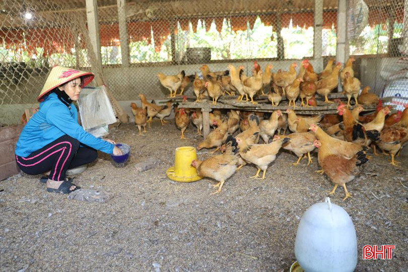 Khu vực chăn nuôi gà sử dụng chế phẩm sinh học nên không có mùi hôi, đảm bảo vệ sinh sạch sẽ. IMG_1201.JPG