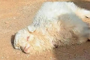 Tranh nhau mua con cừu biết giả chết khi gặp người lạ