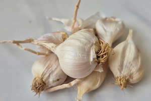 6 loại rau, gia vị quen thuộc giúp trị cúm tại nhà