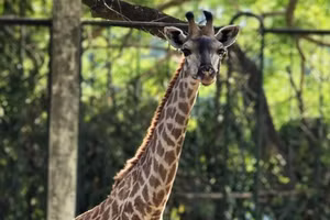 Làm "đám cưới" cho hươu cao cổ 