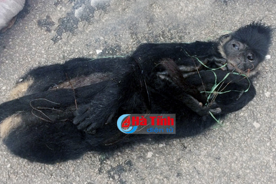 phat hien nhieu ca the vooc go lau tren xe khach va xe tai