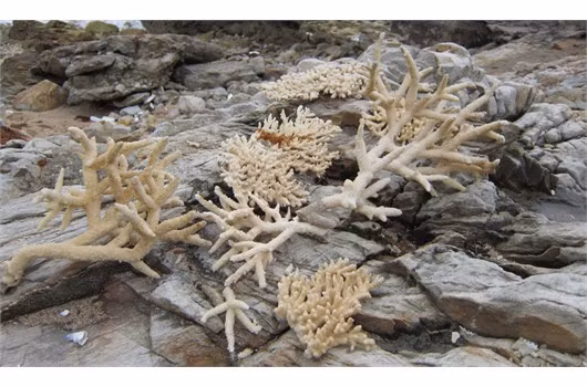 San hô, món quà không thể thiếu của lính đảo dành tặng người ở đất liền mỗi lần lên thăm Đảo San hô, món quà không thể thiếu của lính đảo dành tặng người ở đất liền mỗi lần lên thăm Đảo