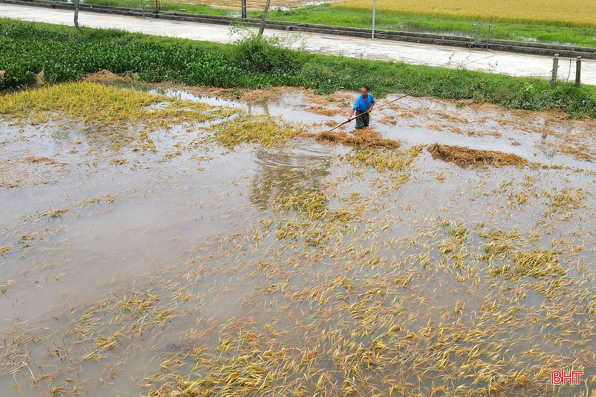 Mưa lớn khiến cho 2.250 ha lúa xuân chưa thu hoạch của người dân Hà Tĩnh bị ngập. bqbht_br_mua-lu-1289.jpg