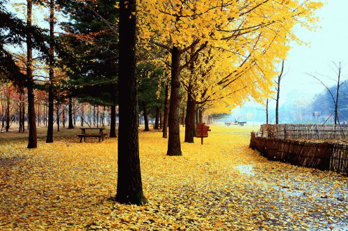 mua thu dep quyen ru khap the gioi