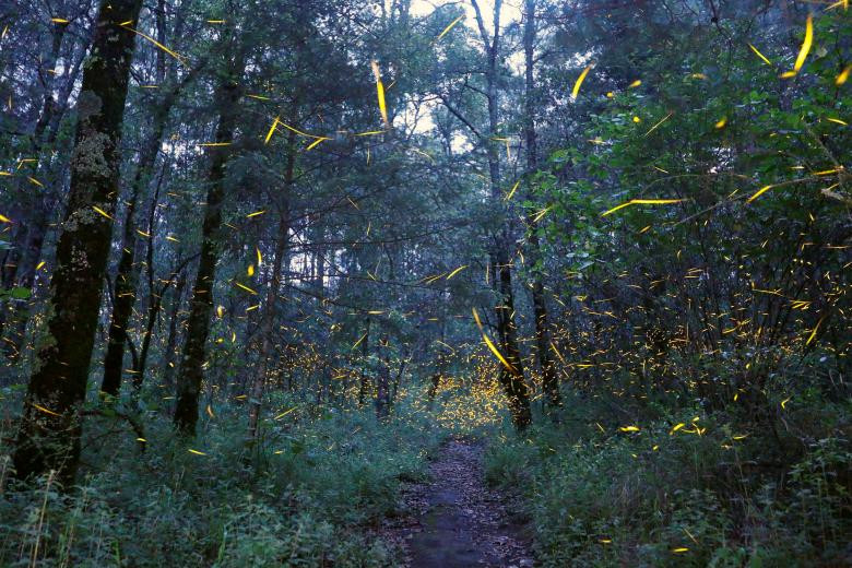 lac giua khu rung dom dom tuyet dep o mexico