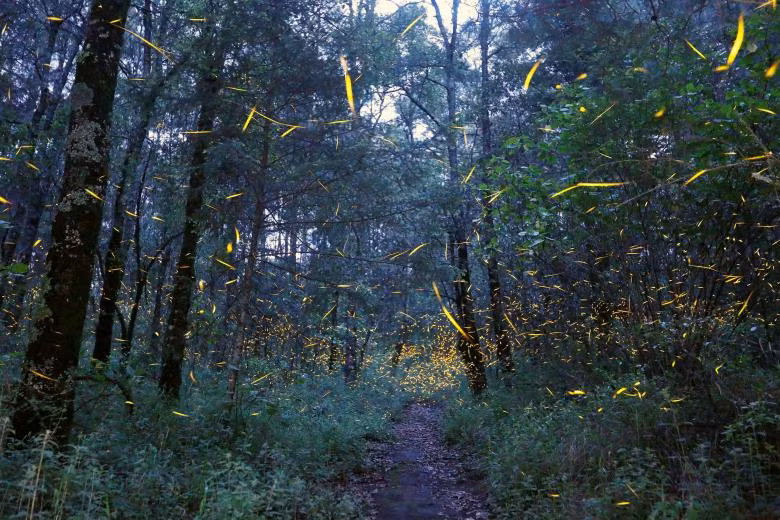 lac giua khu rung dom dom tuyet dep o mexico