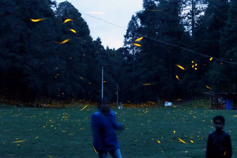 lac giua khu rung dom dom tuyet dep o mexico