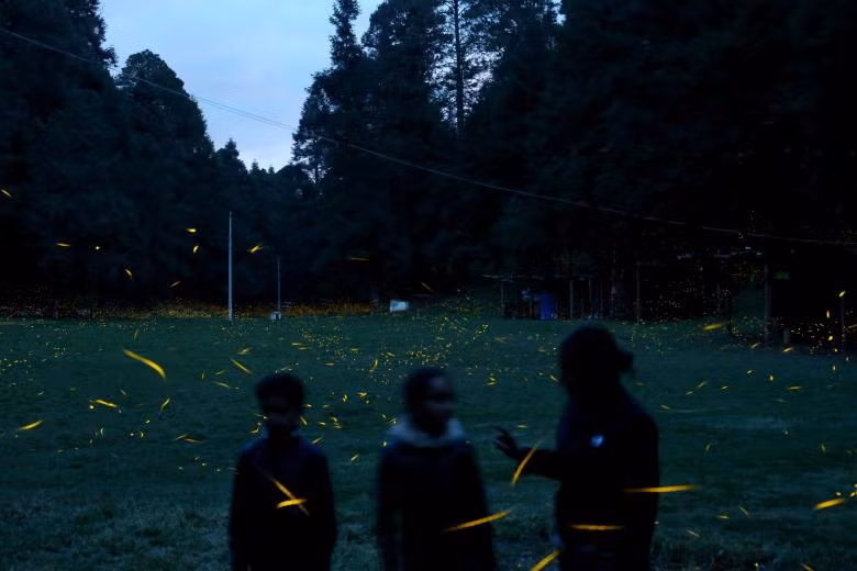 lac giua khu rung dom dom tuyet dep o mexico