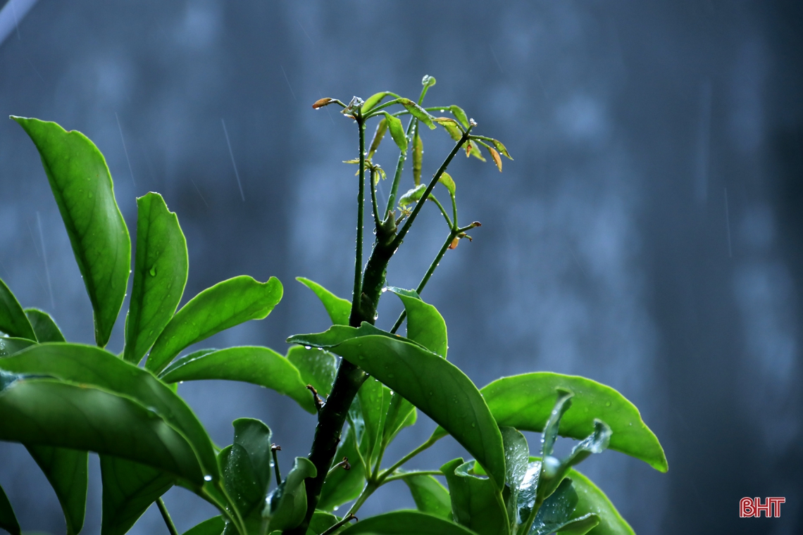 Cơn mưa “vàng” giải nhiệt thị xã phía Nam Hà Tĩnh