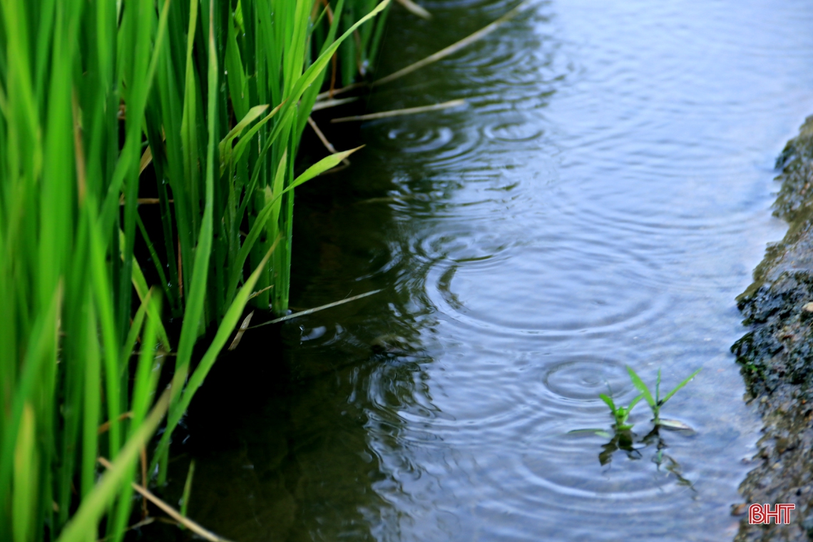 Cơn mưa “vàng” giải nhiệt thị xã phía Nam Hà Tĩnh