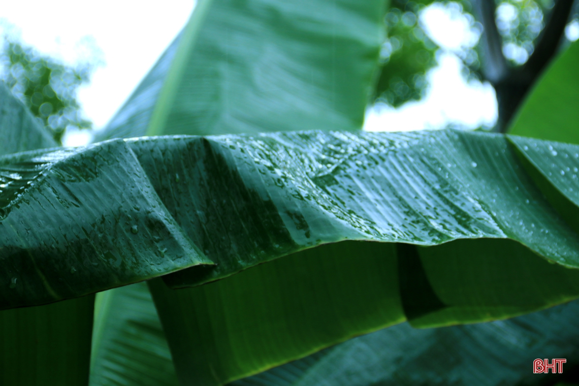 Cơn mưa “vàng” giải nhiệt thị xã phía Nam Hà Tĩnh