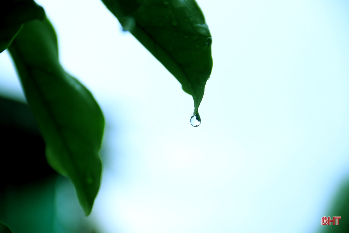 Cơn mưa “vàng” giải nhiệt thị xã phía Nam Hà Tĩnh