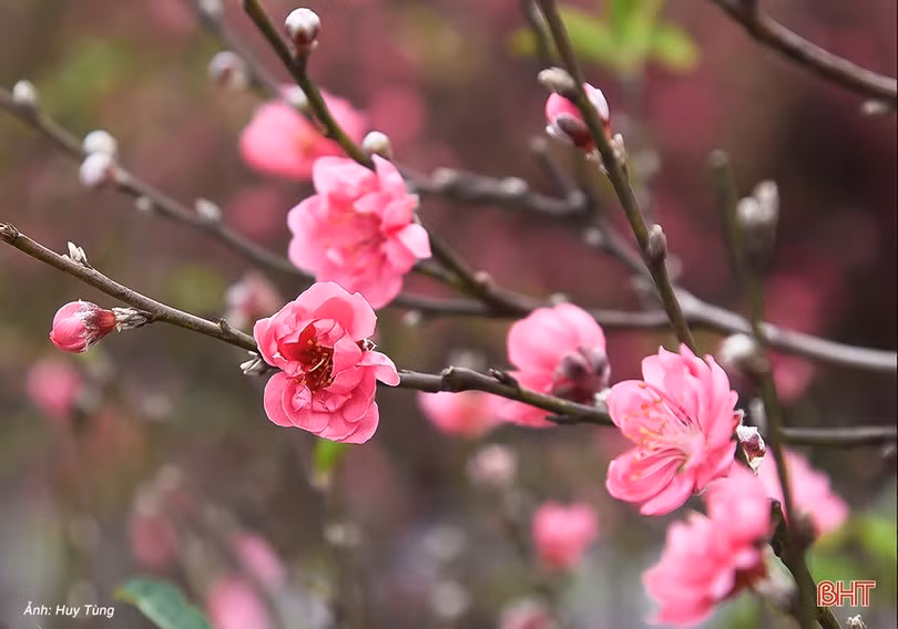 Xuân ấm áp, Tết an lành khắp mọi miền Hà Tĩnh